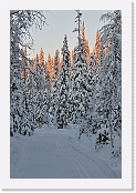 sun set in taiga forest_0258 * 600 x 899 * (489KB)